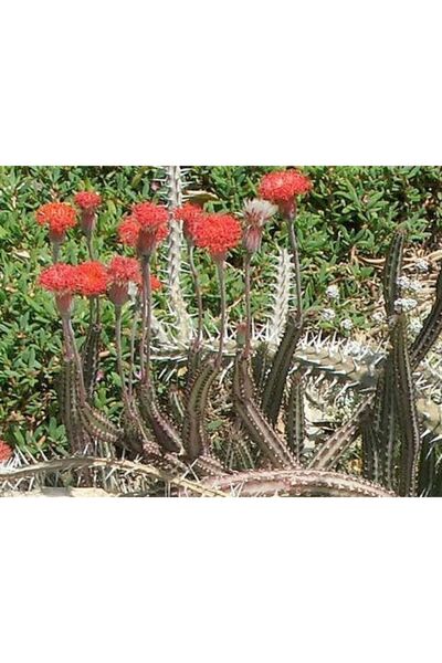 cantropikal Senecio Stapeliiformis Papatya Gibi Çiçiek Açan Ejderha Kaktüs