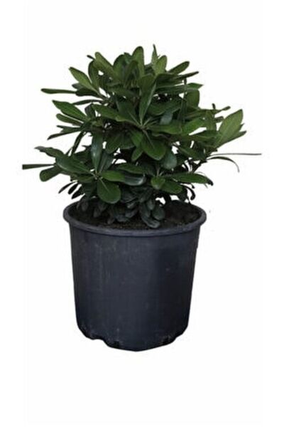 Gloria Saksıda 4 Adet Bodur Yıldız Çalısı- Pitos (pittosporum Tobira Nana)