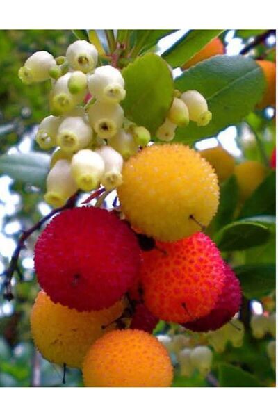 Doğan Fidancılık kocayemiş ( Dağ Çileği) fidanı 3 yaş 100 - 120 cm