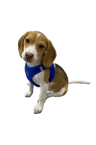 ATT STİL TEKSTİL Airmes Breathable Anti-Sweat Dog Collar