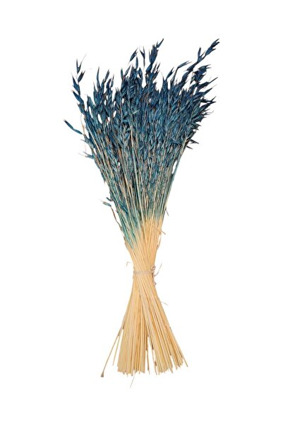 Dekora Çiçek زهرة الأفينيا المجففة، مزهرية، هدية