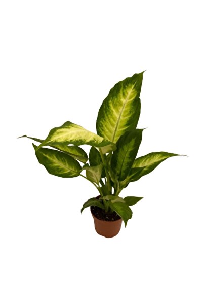 AKDOĞA Ithal Difenbahya Bitkisi Camilla - Dieffenbachia 35-40 Cm Ev Ofis Bitkisi