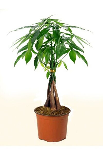 Çiçek Örgülü Pachira Para Ağacı 50cm