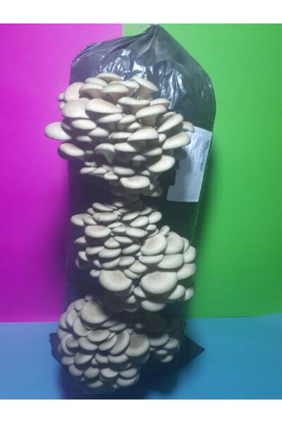 Arnego V2 Istiridye Mantar Tohumu 500 gram (ekim Mikro Delikli Siyah Poşet He...