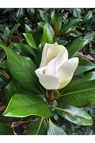 Bitkim Sende Yoğun Kokulu Manolya Ağacı Fidanı 1 ADET Saksılı/ Tüplü 50-70Cm ...