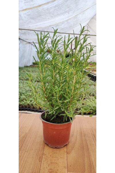 Ravza Çiçekçilik Kokulu Biberiye ( 13 Cm Saksıda )