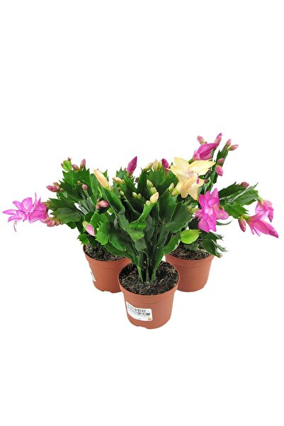 GoldLotus Schlumbergera - Yılbaşı Çiçeği 3 Adet