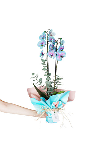 Belce Botanik BELCE BOTANİK ALACALI MAVİ ORKİDE