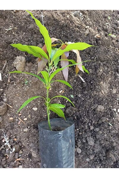 Tropikal Peysaj Mango Fidanı (4 ADET) Fidan