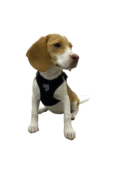 ATT STİL TEKSTİL Aircon Mesh Resit Anti-Sweat Dog Collar Black Traveling Collar