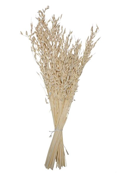 Dekora Çiçek زهرة الأفينيا المجففة، مزهرية، هدية