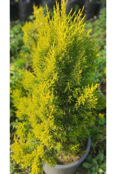 damla su çiçek Limon Çamı (LİMONİ SERVİ)60-80 Cm