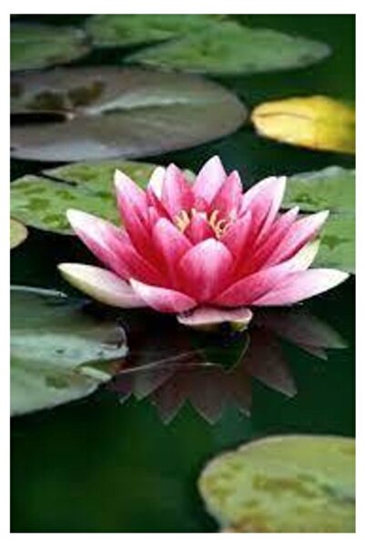 Köy Tohumları 2 Adet Tohum Nadir Bulunan Pembe Lotus Çiçeği Tohumu Lotus Su Ç...