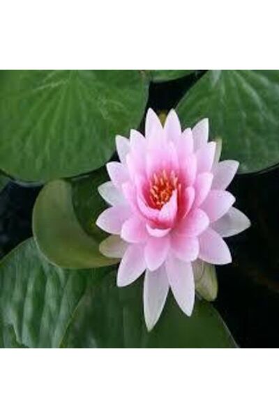 Köy Tohumları 2 Adet Tohum Nadir Bulunan Pembe Lotus Çiçeği Tohumu Lotus Su Ç...