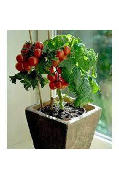 ata tohumculuk 150 Adet Tohum Süper Paket Cherry Çeri Domates Tohumu Saksılık...