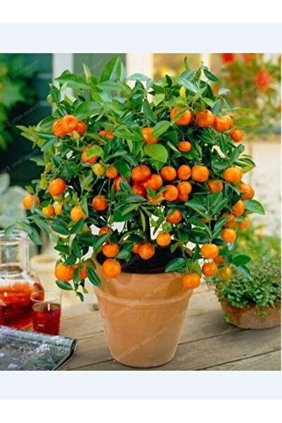 Akdeniz Fidan Bodur Mandalina Fidanı Aşılı Gür Yaprak ve Dallı Mis Kokulu