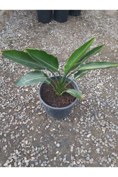 Köyceğiz Bitki Dünyası Starliçe (cennet Kuşu Çiçeği) Strelitzia Reginae