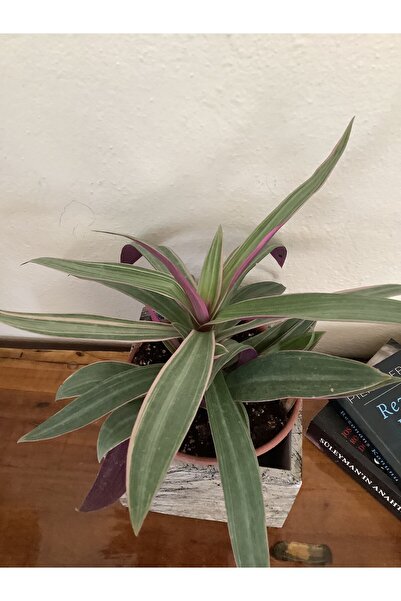 ÇİÇEK EVRENİ Musa beşiği-Musa paradisiaca- telgraf çiçeği türü 15 cm saksı çapı