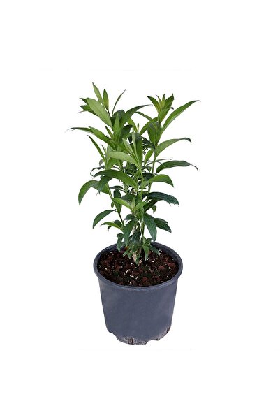 YEŞİLİMARKET Melisa Çiçeği Kokulu Parfüm Çiçeği Bitkisi Saksıda {cestrum Noct...