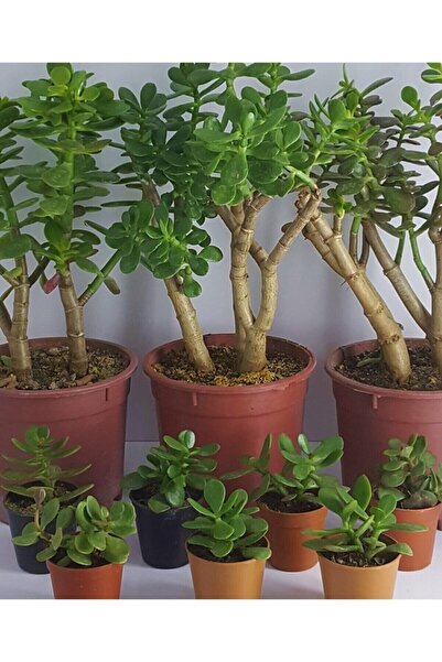 YEŞİLİMARKET Para Ağacı Sukulent 3 Adet Para Çiçeği Şans Çiçeği 5,5cm Saksıda