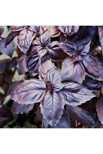 Genel Markalar Mor Reyhan/fesleğen Tohumu 100 Adet