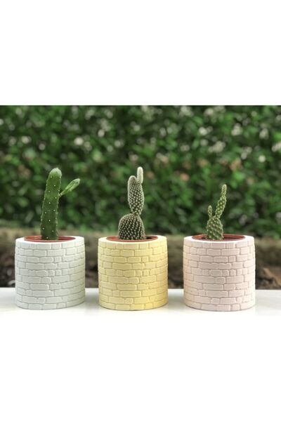 Kübömyu Renkli Kaktüs Ve Sukulent Saksı Seti 3’lü - Bitkisiz