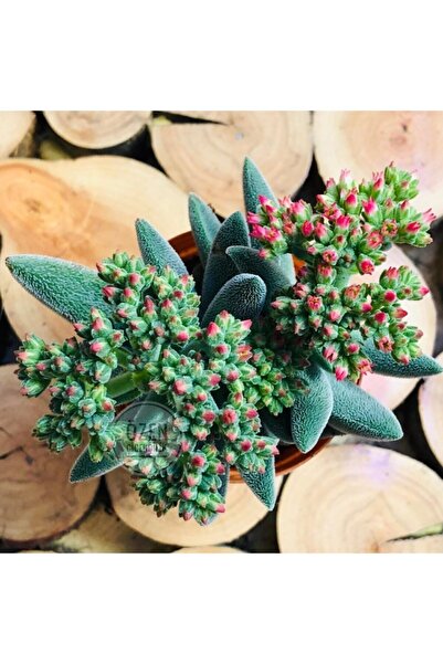 EGZOTİKBAHÇE Crassula Mesembryanthemoides Succulent Tüylü Çiçek Açan Sukulent