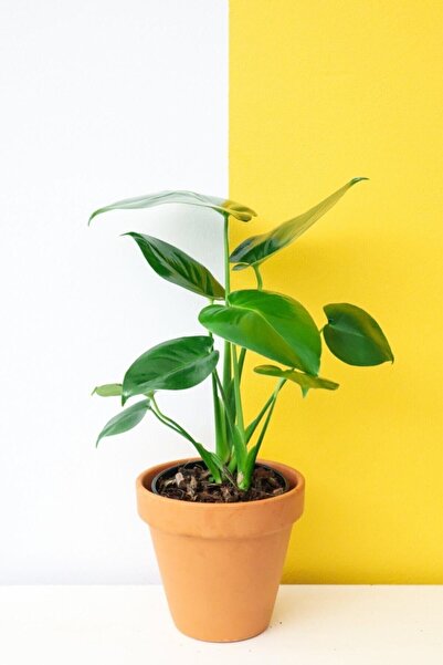 Peyzaj Burada Online Bahçe Market Deve Tabanı - Baby Monstera - Mini Deve Tabanı