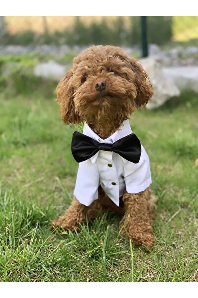 aria pet butik Köpek Kedi Smokin Ceket Gömlek