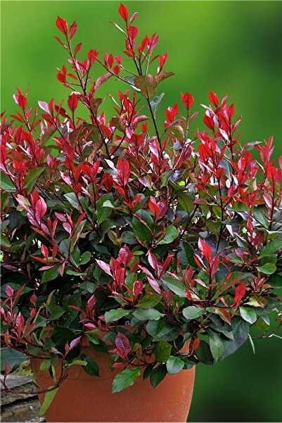 Alp botanik Bodur Alev Çalısı 15~20cm