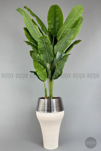 BİÇİÇEK 220cm Starliçe Bitkisi Cleopatra saksıda krem gümüş