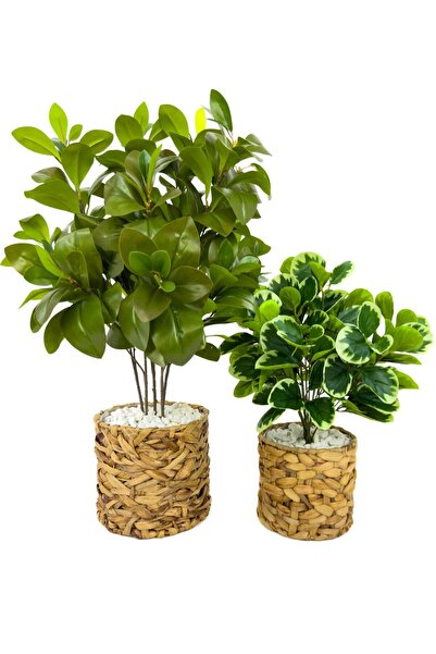 BİÇİÇEK Şans Bitkisi 70ve50cm hasır saksıda