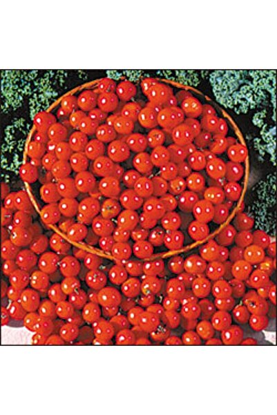 Tohum Dünyası 10 Adet Alman Reisentraube Salkım Kiraz Domates