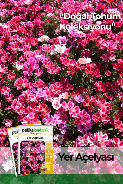 Patika Botanik 50 Adet Yer Açelyası (Godetia) Çiçek Tohumu