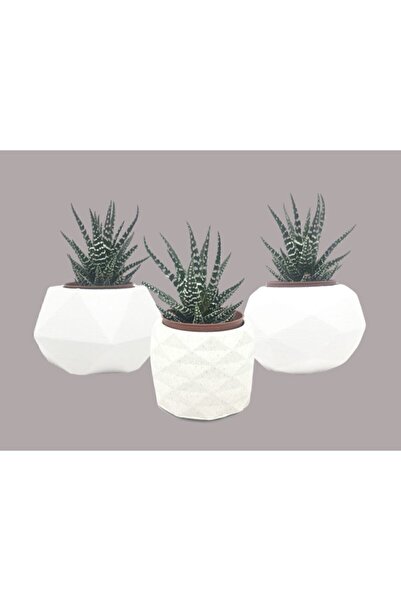 Genel Markalar Mirgül Tasarım 3'lü Beyaz Prizma Set Sukulent Saksı