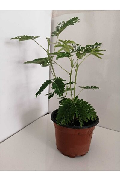 deysi flowers Küstüm Çiçeği