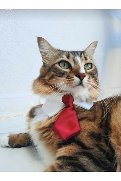 Süslü Kokona Snap Tie Cat Collar - Fabric Shirt Collar Cat Collar - Cat Collar