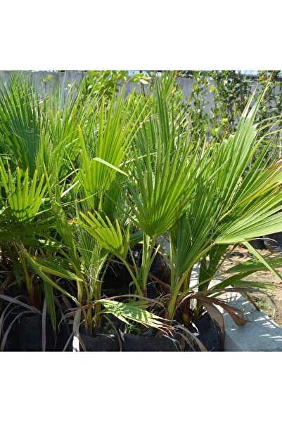 ASES Tüplü Bodur Palmiye Fidanı 2 Yaş 70-90cm Boy