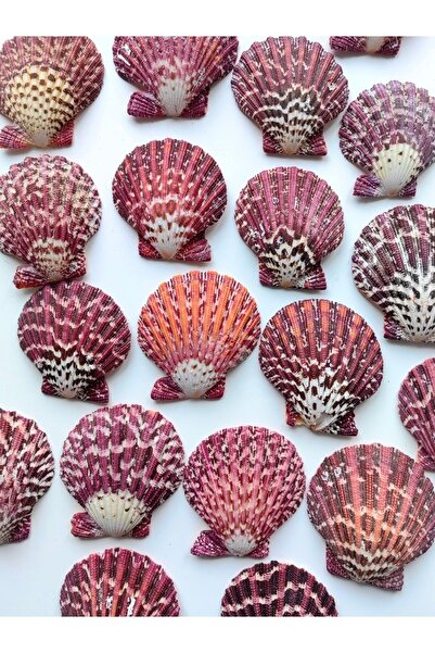 Seashell Rio Deniz Kabuğu : Pecten Pallium / 1 Adet / Deliksiz