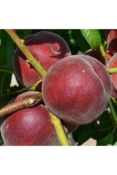 Genel Markalar 3 Yaş Aşılı Şeftali Fidanı Royal Glory, Torbada