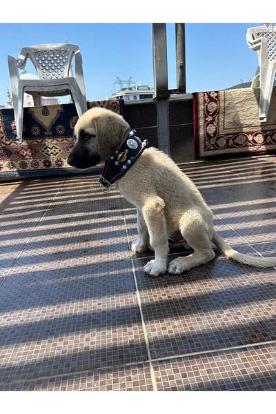 Sürmeli Tasma 60 Cm Genuine Leather Puppy Collar with 2 Bells