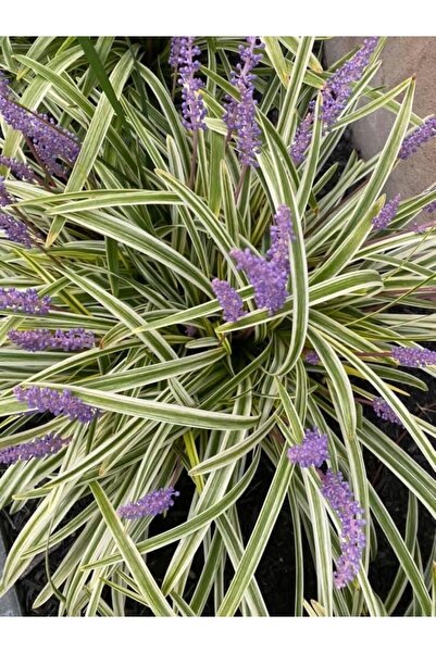 2 Yaşında Saksılı Liriope Muscari Variegata - Alacalı Kurdele Çim, Dayanıklı Yer Örtücü Bitki