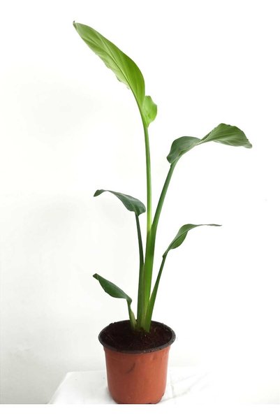 Mery Flowers Starliçe Cennet Kuşu Çiçeği - Strelitzia Canlı Salon Bitkisi 40-65 cm