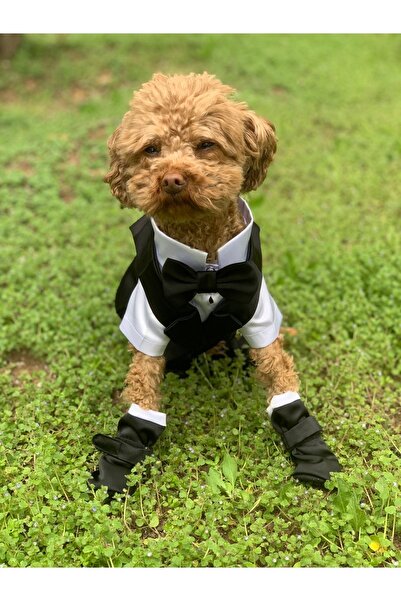 Genel Markalar Köpek Kedi Smokin Damatlık Gömlek Papyon Pantolon Ayakkabı Takım Kombin