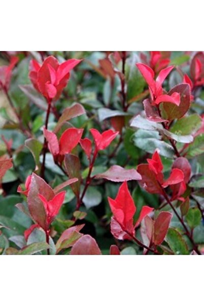 Daglioglu Fidancilik Bodur Alev Çalısı 30-40 cm