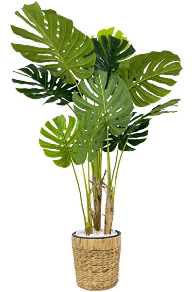 BİÇİÇEK Monstera Ağacı 150cm fejka hasır saksıda