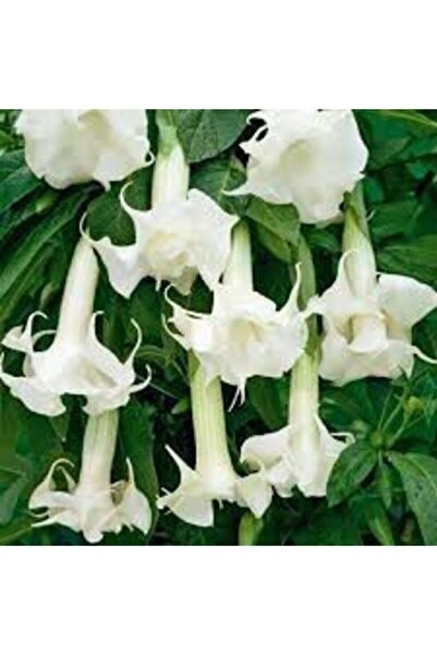 Eslem Tohumculuk Melek Borazanı Çiçeği Tohumu 5 Adet + Saksı Toprak