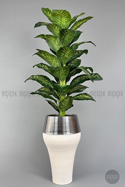 BİÇİÇEK 190 cm difenbahya bitkisi Cleopatra saksıda krem gümüş