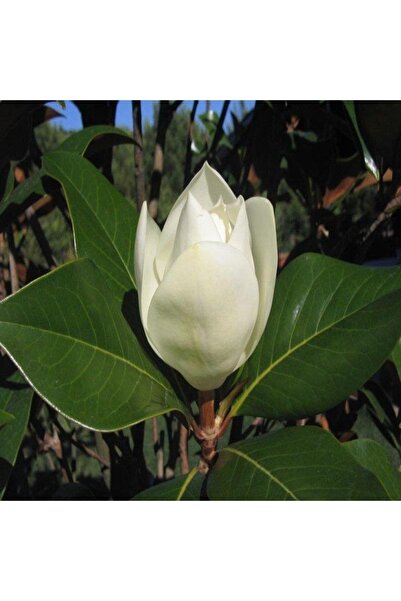 Genel Markalar 3 Yaş Saksıda Manolya Çiçeği Fidanı Boy 70-90 Cm