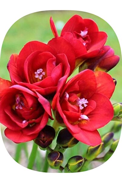 Genel Markalar 10 Adet Kırmızı Iri Kalibre Duble Frezya Çiçeği Soğanı Mis Kok...